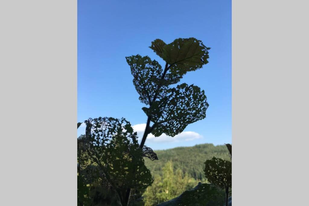 Gite Authentic Ardenne Vresse-sur-Semois Dış mekan fotoğraf